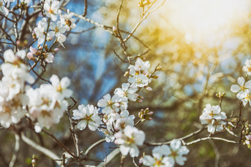 Beautiful spring floral background, blossoming almond branches, bokeh, blur, background and texture, image with retro toning
