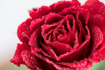 Red rose covered with drops of dew. 