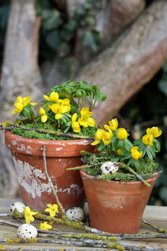 Winterlinge in Tont&ouml;pfen
