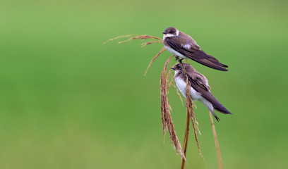 Pair of sand martins perched on a reed mace stems in late summer