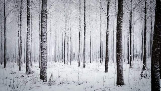 Panning across winter tree trunks in heavy snow through a forest
