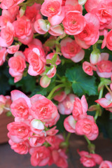 Pink begonia flowers blooming in flower garden.