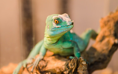 .Reptile is the Common Basilisk sitting on a tree at a pet store. Terrarium. .