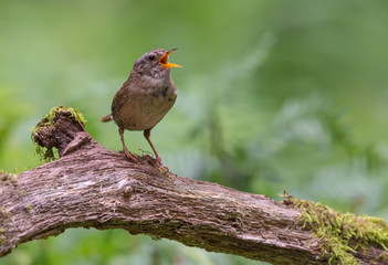 Loud singing of Eurasian wren perched on old mossy stump 
