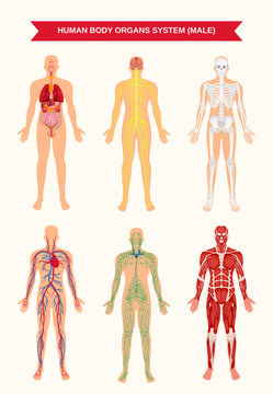 Male Body Organ Systems Poster