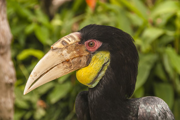 A close view of an exotic black hornbill