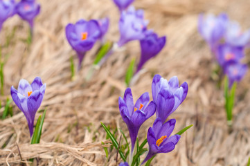 Alpine crocuses blossom in the mountains of the Carpathians on top of the mountain. Fresh beautiful purple crocuses. Flowering blue crocus in summer.