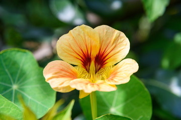 Fototapeta na wymiar Orange Nasturtium flower. Tropaeolum majus