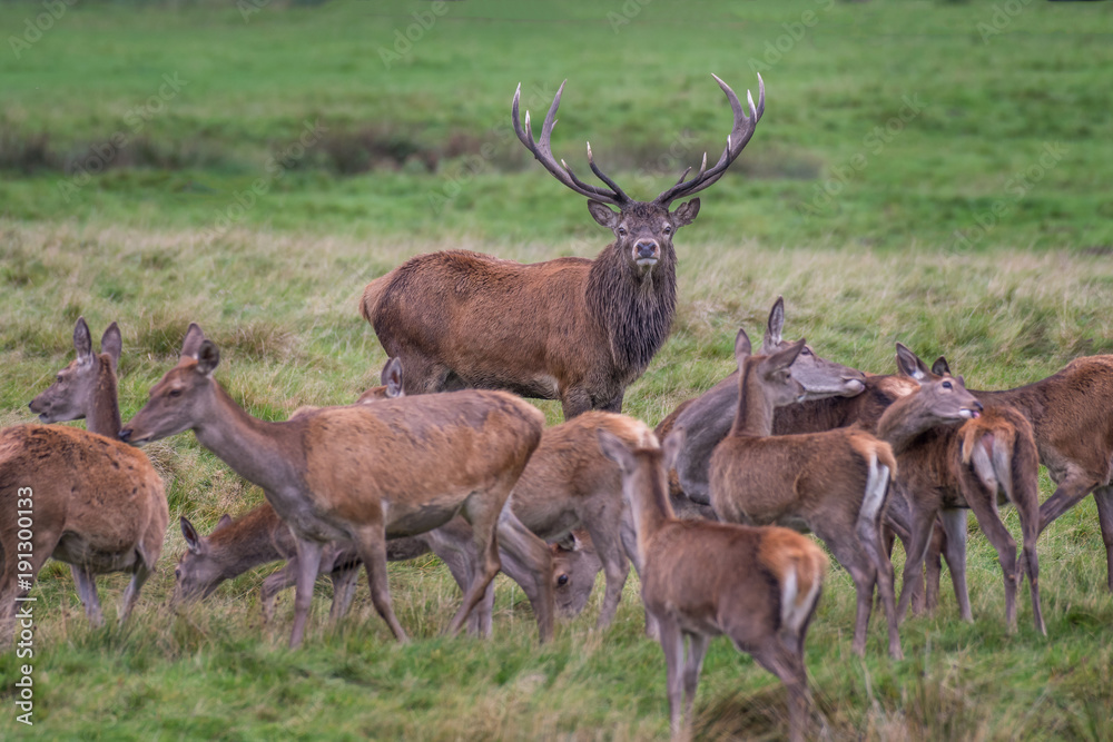 Aufkleber a red deer stag staring forward and surrounded by does during the rutting season