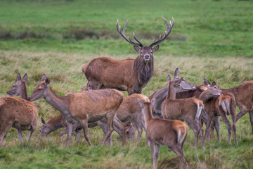 Naklejka na ściany i meble A red deer stag staring forward and surrounded by does during the rutting season