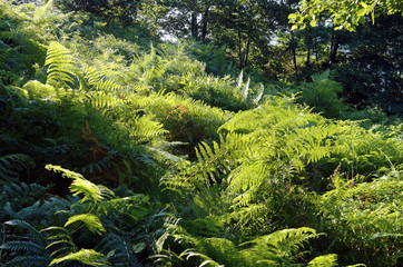 sous-bois et fougères de Costa verde en Corse