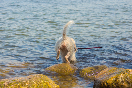 A young white spinone italiano wire-haired dog having fun on the rocky beach on the Vallisaari island in the Gulf of Finland on a sunny day