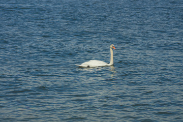A white swan swimming in the cold waters of Gulf of Finland on a nice summer day