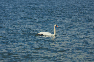 A white swan swimming in the cold waters of Gulf of Finland on a nice summer day