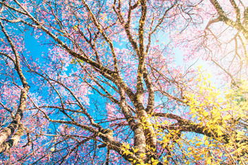 Tree view cherry blossom with sunlight scene nature background