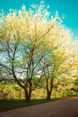 Fototapeta premium White cherry blossom tree in bloom nature background