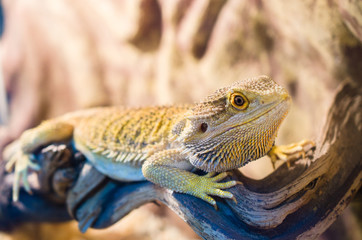 .Bearded Agama sits on a tree in a pet store. .