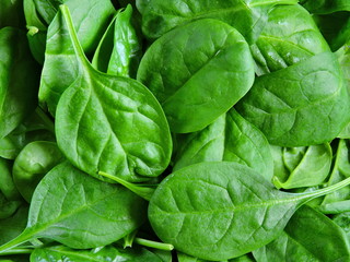 Fototapeta na wymiar Spinach baby green and juicy