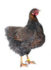 blue laced wyandotte