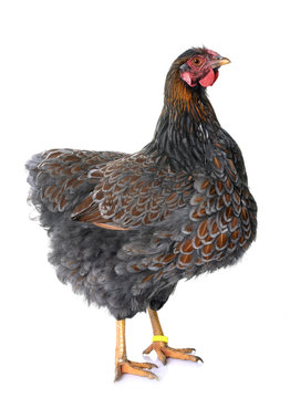 Blue Laced Wyandotte