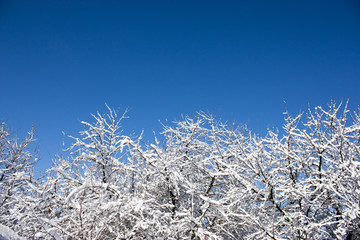 trees in snow, winter, icing, element, disaster, severe weather, cataclysms, fairy-tale nature