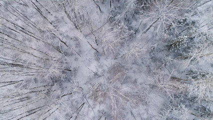 Aerial view: winter forest. Snowy tree branch in a view of the winter forest. Winter landscape, forest, trees covered with frost, snow.