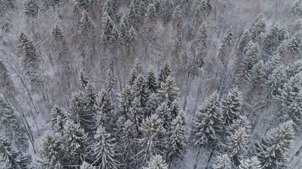Aerial view: winter forest. Snowy tree branch in a view of the winter forest. Winter landscape, forest, trees covered with frost, snow.