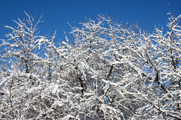 trees in snow, winter, icing, element, disaster, severe weather, cataclysms, fairy-tale nature