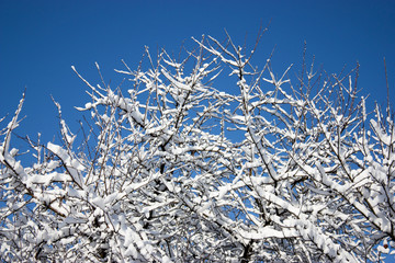 trees in snow, winter, icing, element, disaster, severe weather, cataclysms, fairy-tale nature