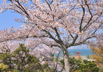 桜と宮島の鳥居