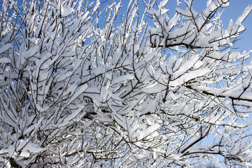 trees in snow, winter, icing, element, disaster, severe weather, cataclysms, fairy-tale nature