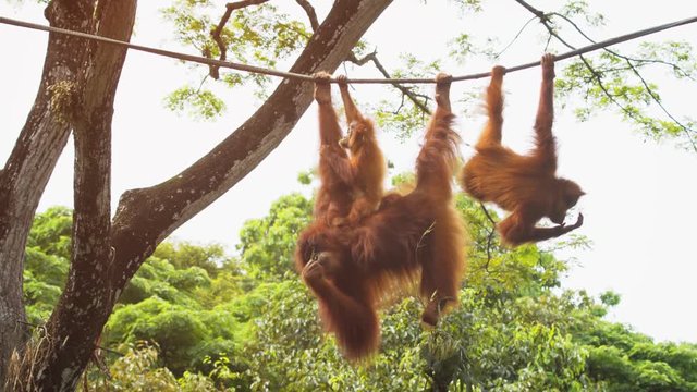 Baby Orangutan and his Mother on a Vine