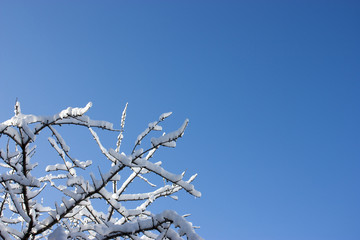 trees in snow, winter, icing, element, disaster, severe weather, cataclysms, fairy-tale nature