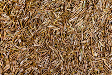 Grass seed as a texture close up.