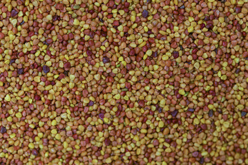 Seeds of clover as a texture close up.