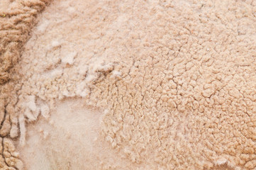 Texture of camel hair.
