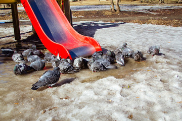 ruffled pigeons on the ice. gray doves on the street in the spring. Spring weather