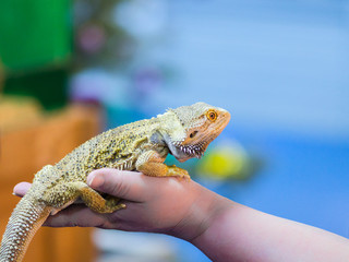 Bearded Agama sits on the buyer's hand at the pet store. The selection of a new pet.