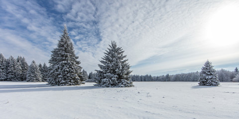 tannenbäume im winter