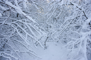 Forest in winter, trees in snow, snowy fairy-tale nature