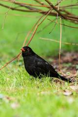 Blackbird, Turdus merula