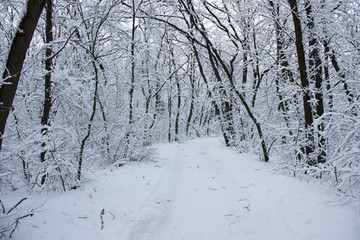 Obraz premium Forest in winter, trees in snow, snowy fairy-tale nature