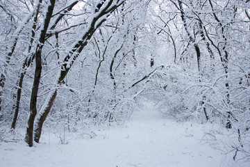 Forest in winter, trees in snow, snowy fairy-tale nature