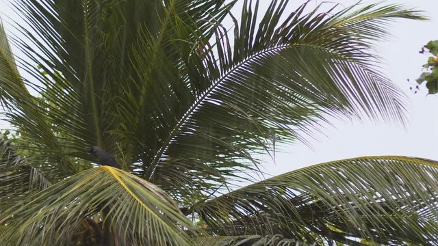 Bird takes Shelter in Palm Tree during Monsoon Rains, with Sound