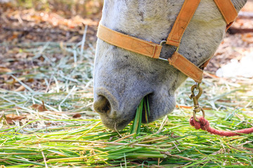 Portrait of a White horse eating grass in farm