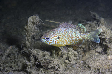 Obraz premium Underwater photography of a freshwater fish Pumpkinseed (Lepomis gibbosus). Invasive species swimming in a pond. Sunfish in lake habitat. Wildlife animal Sonnenbarsch.