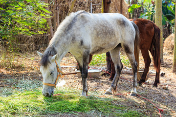 Obraz na płótnie Canvas horse eating grass in farm
