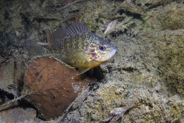 Underwater photography of a freshwater fish Pumpkinseed (Lepomis gibbosus). Invasive species swimming in a pond. Sunfish in lake habitat. Wildlife animal Sonnenbarsch.