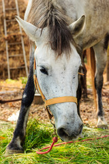 Portrait of a White horse in horse farm