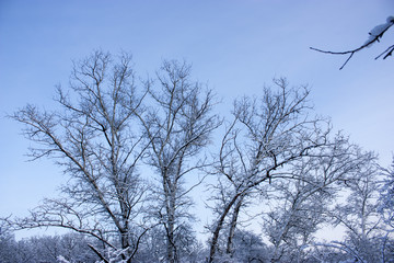 Fototapeta na wymiar Forest in winter, trees in snow, snowy fairy-tale nature